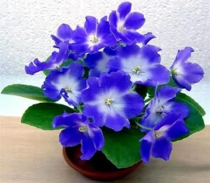 Талісмани для Водоліїв кмні, метали і знаки для чоловіків і жінок (чоловіків) Талісмани для Водоліїв кмні, метали і знаки для чоловіків і жінок