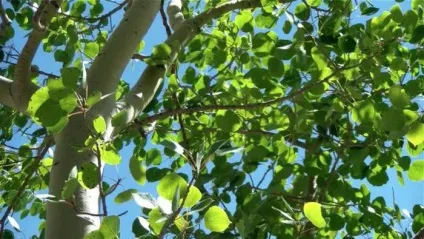 Тополь тремтячий (осика звичайна) опис, фото (звичайна) Тополь тремтячий (осика звичайна) опис, фото