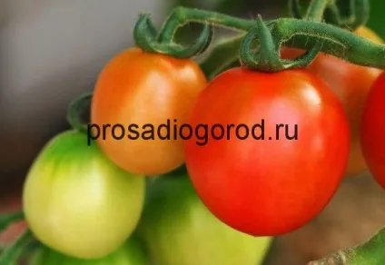 Томат новачок опис сорту і характеристика помідор, вирощування, фото і відео (характеристика) Томат новачок опис сорту і характеристика помідор, вирощування, фото і відео