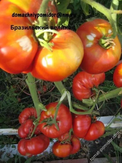 Томат бразильський велетень опис сорту, характеристики та відгуки (бразильський) Томат бразильський велетень опис сорту, характеристики та відгуки