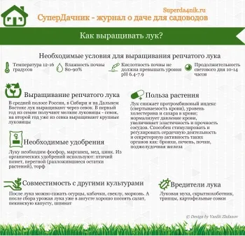 Добриво для цибулі, часнику