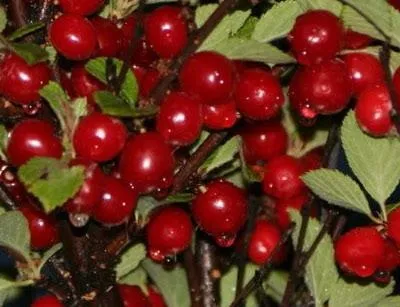 Дивовижна китайська вишня