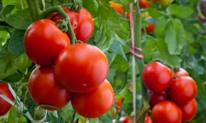 Ультраскоростиглий сорти томатів для відкритого грунту