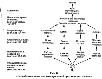 Рівні організації живого (живого) Рівні організації живого