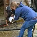 Догляд за козенятами допомогу при пологах, годування і догляд (козенятами) Догляд за козенятами допомогу при пологах, годування і догляд