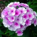 Василистник посадка, догляд і сорти
