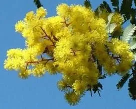 Дізнайтеся, як намалювати мімозу різними способами (різними) Дізнайтеся, як намалювати мімозу різними способами