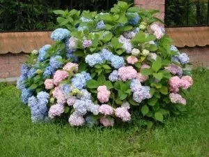Догляд та посадка гортензії волотисте у відкритому грунті