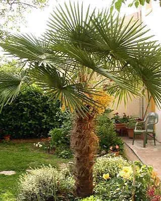 Догляд за Хамеропс, greenhome