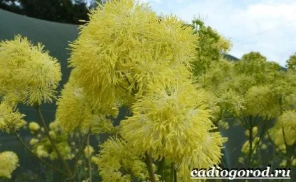 василистник рослина