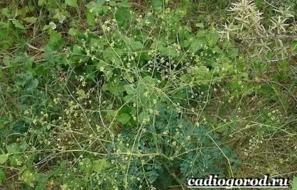василистник рослина