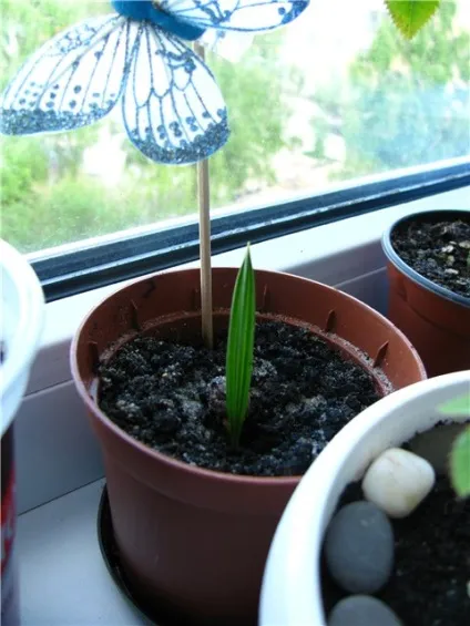 Догляд за Хамеропс, greenhome