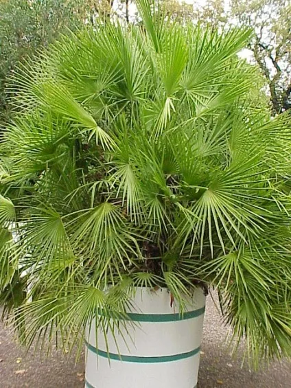Догляд за Хамеропс, greenhome