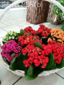 Види каланхое, догляд за каланхое, квіти мрії