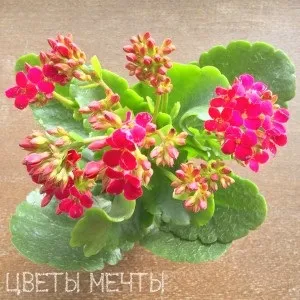 Види каланхое, догляд за каланхое, квіти мрії
