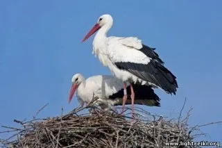 У чому різниця між журавлем, чаплею і лелекою (чаплею) У чому різниця між журавлем, чаплею і лелекою