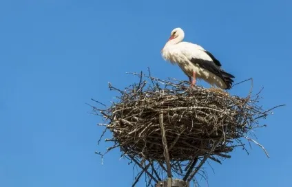 Бачити птаха в клітці, в дуплі, на дереві в'є гніздо до чого сниться сон (птицю) Бачити птаха в клітці, в дуплі, на дереві в'є гніздо до чого сниться сон