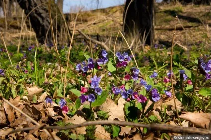 Весна квіти проліски в лісі (лісі) Весна квіти проліски в лісі