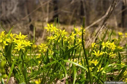 Весна квіти проліски в лісі (проліски) Весна квіти проліски в лісі