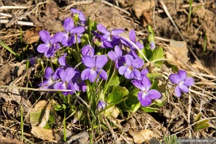 Весна квіти проліски в лісі (лісі) Весна квіти проліски в лісі