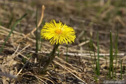 Весна квіти проліски в лісі (берегах річки Кам'янки) Весна квіти проліски в лісі