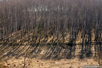 Весна квіти проліски в лісі (березові гаї діброви) Весна квіти проліски в лісі