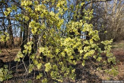 Весна квіти проліски в лісі (березові гаї діброви) Весна квіти проліски в лісі