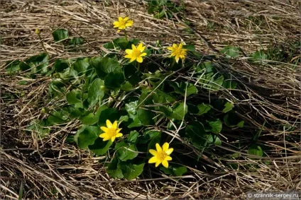 Весна квіти проліски в лісі (берегах річки Кам'янки) Весна квіти проліски в лісі