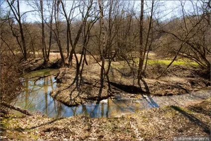 Весна квіти проліски в лісі (видів квітів пролісків) Весна квіти проліски в лісі