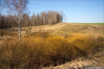 Весна квіти проліски в лісі (видів квітів пролісків) Весна квіти проліски в лісі