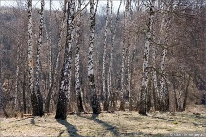 Весна квіти проліски в лісі (лісі) Весна квіти проліски в лісі
