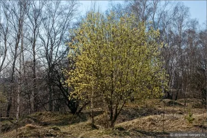 Весна квіти проліски в лісі (березові гаї діброви) Весна квіти проліски в лісі
