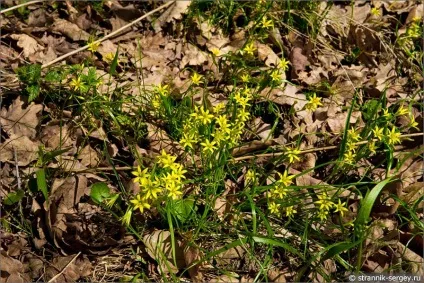 Весна квіти проліски в лісі (проліски) Весна квіти проліски в лісі