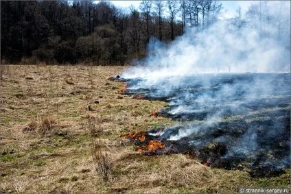 Весна квіти проліски в лісі (проліски) Весна квіти проліски в лісі