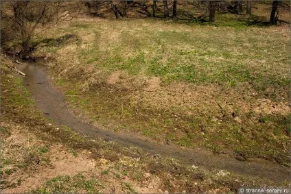 Весна квіти проліски в лісі (берегах річки Кам'янки) Весна квіти проліски в лісі