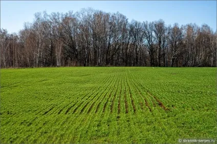 Весна квіти проліски в лісі (лісі) Весна квіти проліски в лісі