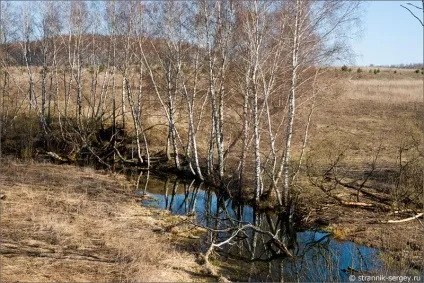 Весна квіти проліски в лісі (проліски) Весна квіти проліски в лісі