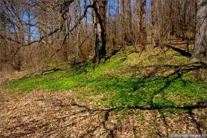 Весна квіти проліски в лісі (берегах річки Кам'янки) Весна квіти проліски в лісі