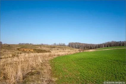Весна квіти проліски в лісі (берегах річки Кам'янки) Весна квіти проліски в лісі