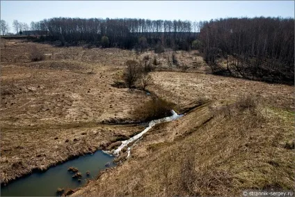 Весна квіти проліски в лісі (лісі) Весна квіти проліски в лісі