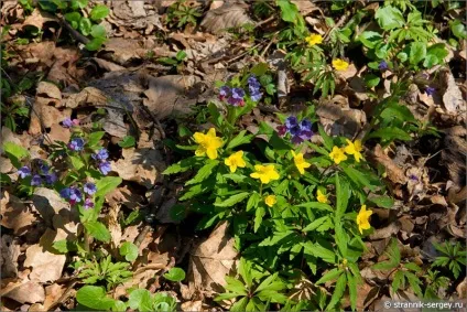 Весна квіти проліски в лісі (проліски) Весна квіти проліски в лісі