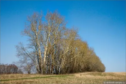Весна квіти проліски в лісі (проліски) Весна квіти проліски в лісі