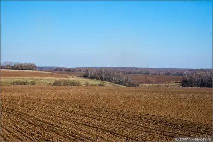 Весна квіти проліски в лісі (березові гаї діброви) Весна квіти проліски в лісі