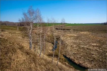 Весна квіти проліски в лісі (березові гаї діброви) Весна квіти проліски в лісі