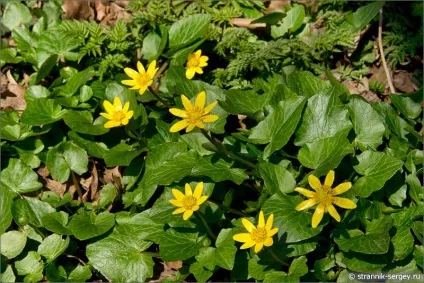 Весна квіти проліски в лісі (лісі) Весна квіти проліски в лісі