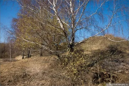 Весна квіти проліски в лісі (квіти) Весна квіти проліски в лісі