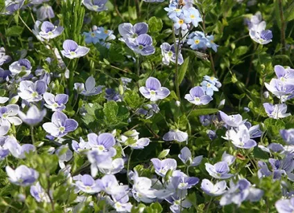 Вероніка види опис і фото на (veronicastrum) Вероніка види опис і фото на