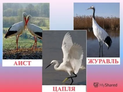 У чому різниця між журавлем, чаплею і лелекою (журавлі влаштовують шлюбні) У чому різниця між журавлем, чаплею і лелекою