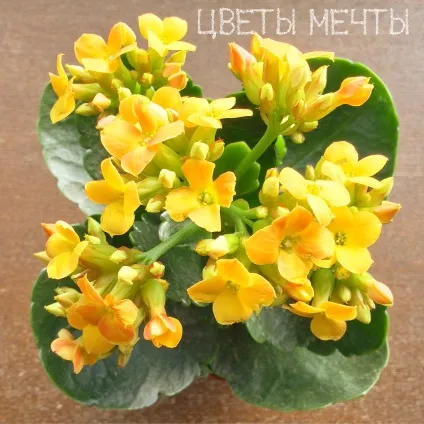 Види каланхое, догляд за каланхое, квіти мрії