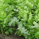 Вирощування петрушки, підсобне господарство (вирощування) Вирощування петрушки, підсобне господарство